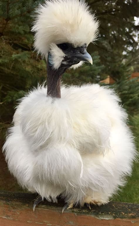 showgirl silkie chickens|Showgirl Chicken Breed Profile